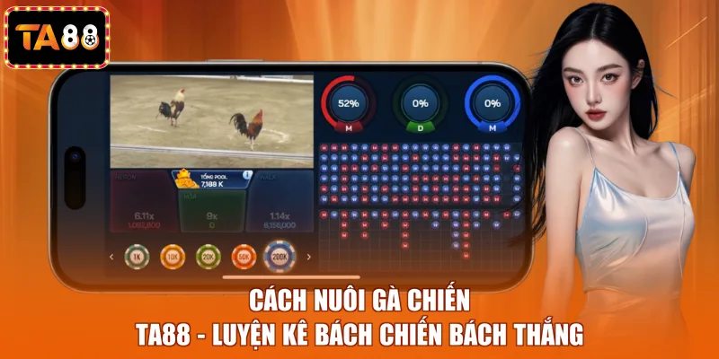 Cách nuôi gà chiến
