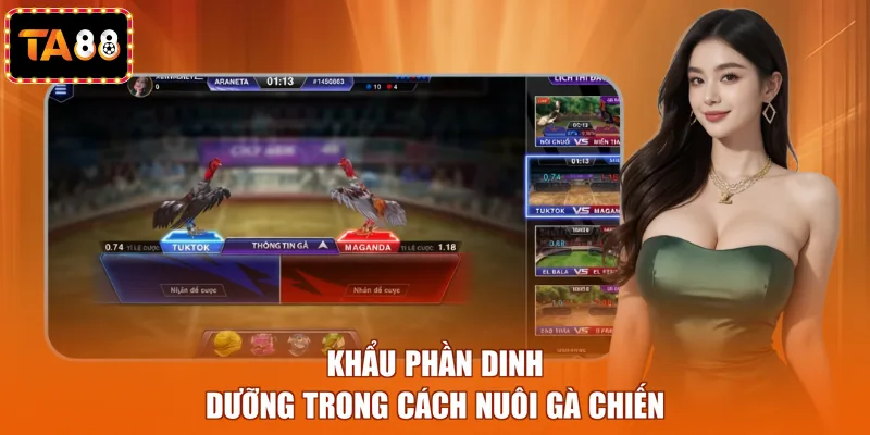 Khẩu phần dinh dưỡng trong cách nuôi gà chiến