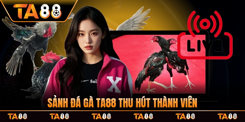 Sảnh đá gà TA88 thu hút hàng triệu thành viên